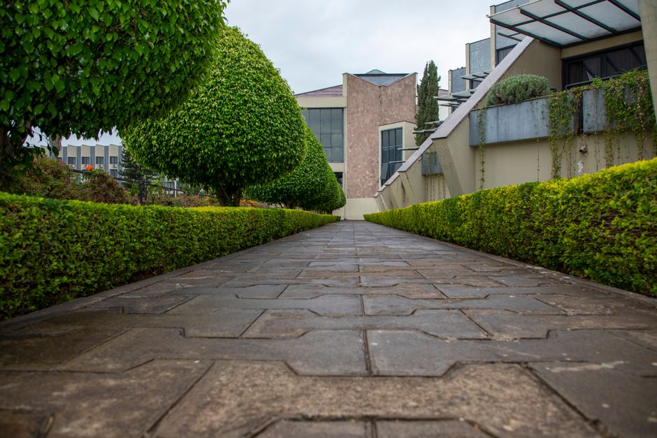 Landscaper trimming green hedges to create a structured garden design